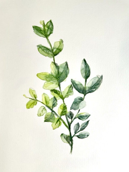 Watercolour study of a leafy green sprig on white paper.