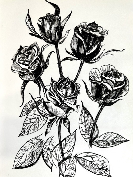 Ink drawing of roses in black on pale paper.